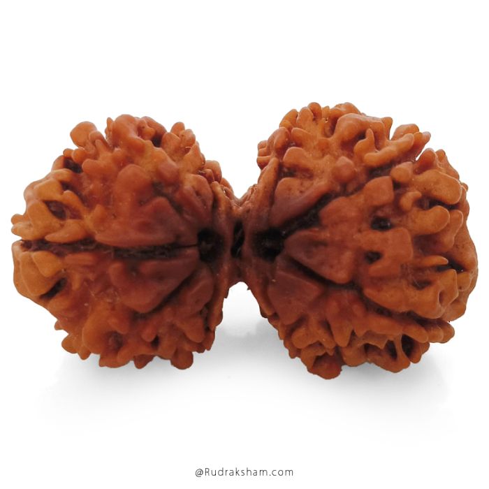 (31.88mm) Gauri Shankar Rudraksha Bead | 9 Mukhi Gauri Shankar Rudraksha | Gauri Shankar Rudraksha Nine Mukhi | Shiva Parvati Nepal Bead | Original Energised 100% Natural Bead