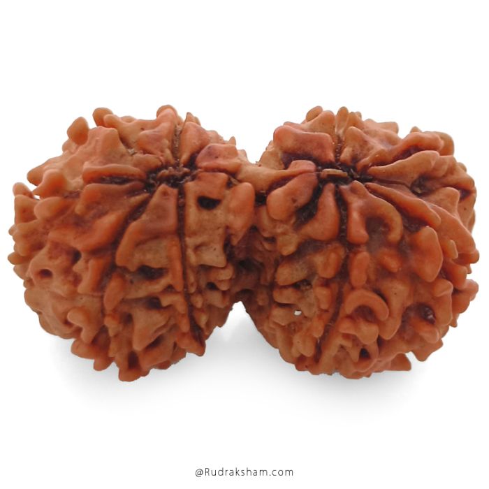 (31.88mm) Gauri Shankar Rudraksha Bead | 9 Mukhi Gauri Shankar Rudraksha | Gauri Shankar Rudraksha Nine Mukhi | Shiva Parvati Nepal Bead | Original Energised 100% Natural Bead