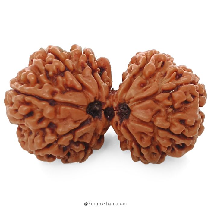 (32.85mm) Gauri Shankar Rudraksha Bead | 9 Mukhi Gauri Shankar Rudraksha | Gauri Shankar Rudraksha Nine Mukhi | Shiva Parvati Nepal Bead | Original Energised 100% Natural Bead