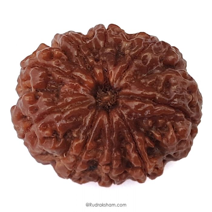 (25.64mm) 9 Mukhi Rudraksha Super Collector Bead | Nau Mukhi, Nine Faced Rudraksha from Nepal | Benefits of 9 Mukhi Super Collector Rudraksha