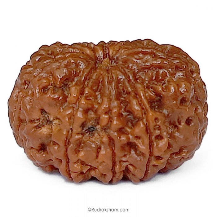 (25.64mm) 9 Mukhi Rudraksha Super Collector Bead | Nau Mukhi, Nine Faced Rudraksha from Nepal | Benefits of 9 Mukhi Super Collector Rudraksha