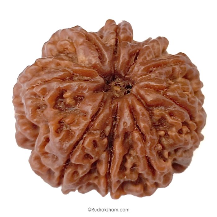(27.50mm) 9 Mukhi Rudraksha Super Collector Bead | 9 Mukhi Rudraksha Bead | Nau Mukhi, Nine Faced Shiva Bead from Nepal | Rudraksha For Kaal Sarp Removal