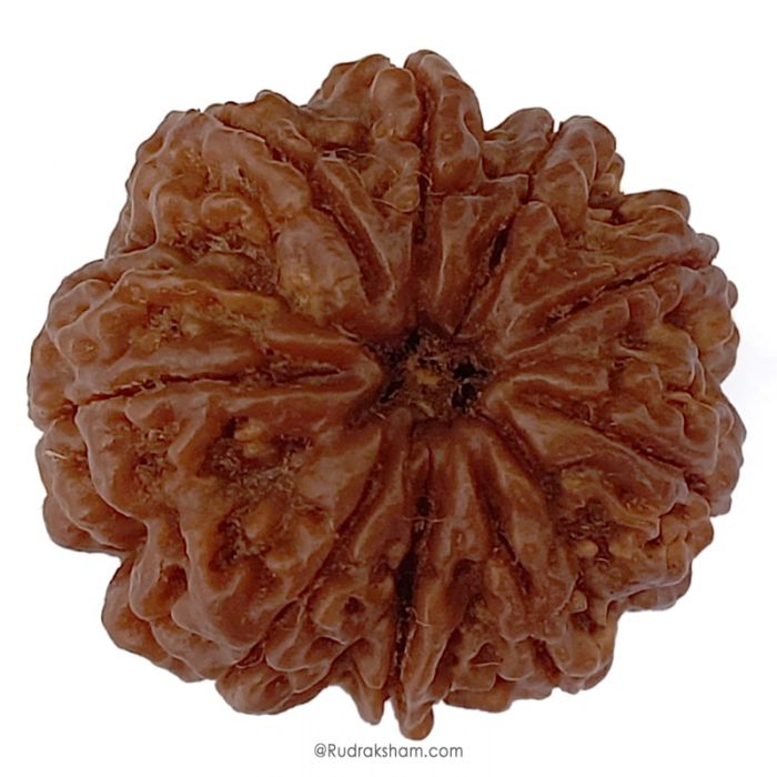 (27.50mm) 9 Mukhi Rudraksha Super Collector Bead | 9 Mukhi Rudraksha Bead | Nau Mukhi, Nine Faced Shiva Bead from Nepal | Rudraksha For Kaal Sarp Removal