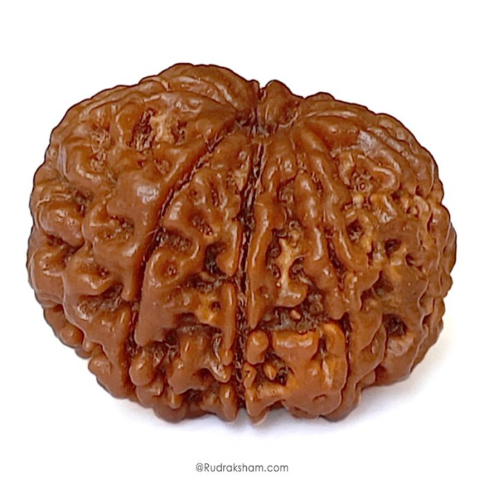 (27.50mm) 9 Mukhi Rudraksha Super Collector Bead | 9 Mukhi Rudraksha Bead | Nau Mukhi, Nine Faced Shiva Bead from Nepal | Rudraksha For Kaal Sarp Removal