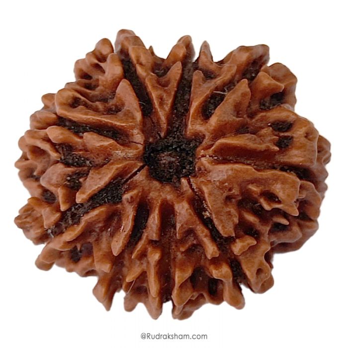 (27.59mm) 9 Mukhi Rudraksha Super Collector Bead | 9 Mukhi Rudraksha Bead | Nau Mukhi, Nine Faced Nepali Rudraksha | 9 Mukhi Rudraksha Mantra