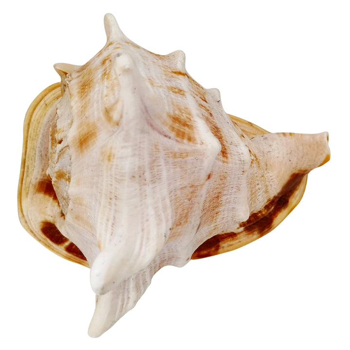 Gaumukhi Shankh - Gaumukhi Conch Shell, Blowing Gaumukhi Shell, Cow Face Gomukhi Conch Shell, Natural And Exclusive Gaumukhi Shell