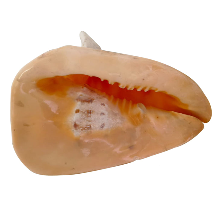 Gaumukhi Shankh - Gaumukhi Conch Shell, Blowing Gaumukhi Shell, Cow Face Gomukhi Conch Shell, Natural And Exclusive Gaumukhi Shell