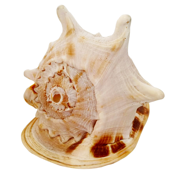Gaumukhi Shankh - Gaumukhi Conch Shell, Blowing Gaumukhi Shell, Cow Face Gomukhi Conch Shell, Natural And Exclusive Gaumukhi Shell