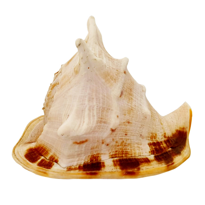 Gaumukhi Shankh - Gaumukhi Conch Shell, Blowing Gaumukhi Shell, Cow Face Gomukhi Conch Shell, Natural And Exclusive Gaumukhi Shell