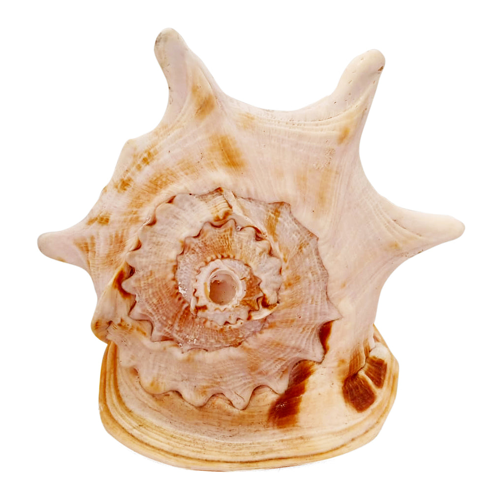 Gaumukhi Shankh - Gaumukhi Conch Shell, Blowing Gaumukhi Shell, Cow Face Gomukhi Conch Shell, Natural And Exclusive Gaumukhi Shell