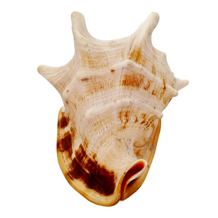 Gaumukhi Shankh - Gaumukhi Conch Shell, Blowing Gaumukhi Shell, Cow Face Gomukhi Conch Shell, Natural And Exclusive Gaumukhi Shell