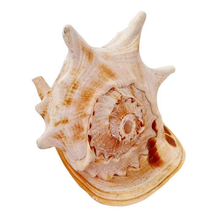 Gaumukhi Shankh - Gaumukhi Conch Shell, Blowing Gaumukhi Shell, Cow Face Gomukhi Conch Shell, Natural And Exclusive Gaumukhi Shell