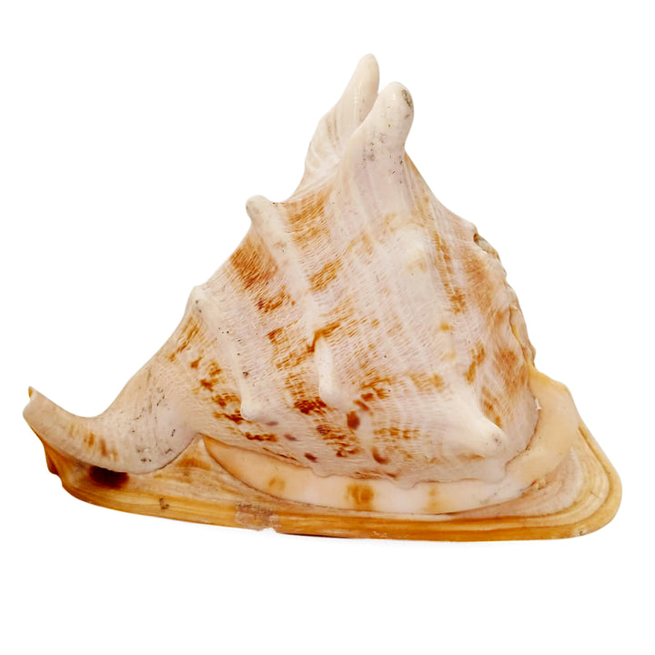 Gaumukhi Shankh - Gaumukhi Conch Shell, Blowing Gaumukhi Shell, Cow Face Gomukhi Conch Shell, Natural And Exclusive Gaumukhi Shell