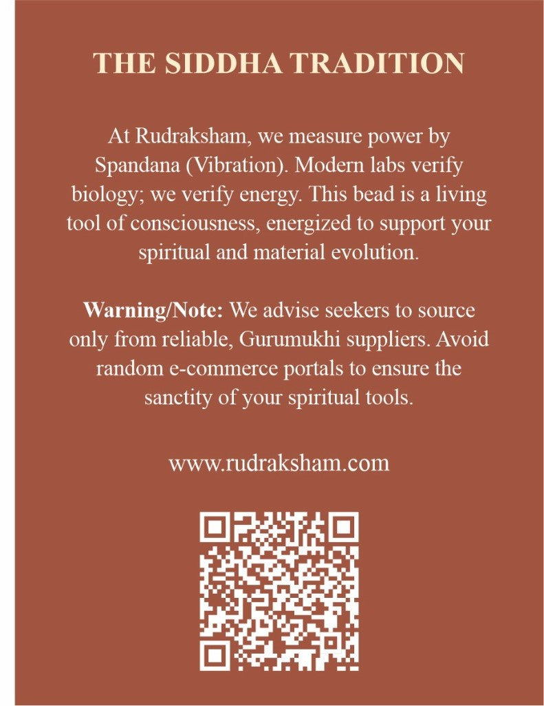 Original 8 Mukhi Rudraksha from Nepal - Energised, Best Price Online