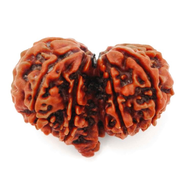 (32.70mm) Gauri Shankar Ganesh Rudraksha Bead from Nepal | Gauri Shankar Ganesha Energised & Original Rudraksham Benefits and Mantra