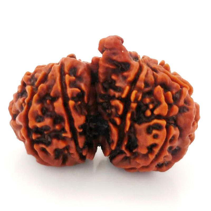 (32.70mm) Gauri Shankar Ganesh Rudraksha Bead from Nepal | Gauri Shankar Ganesha Energised & Original Rudraksham Benefits and Mantra