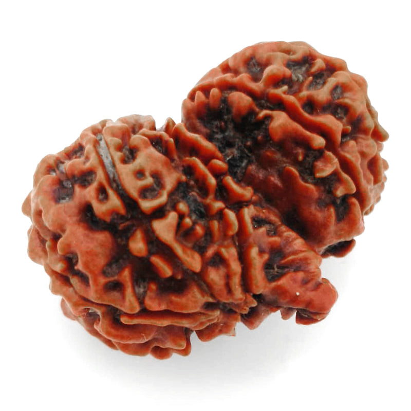 (32.70mm) Gauri Shankar Ganesh Rudraksha Bead from Nepal | Gauri Shankar Ganesha Energised & Original Rudraksham Benefits and Mantra
