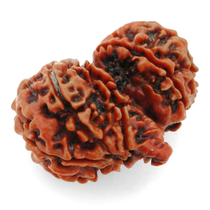 (32.70mm) Gauri Shankar Ganesh Rudraksha Bead from Nepal | Gauri Shankar Ganesha Energised & Original Rudraksham Benefits and Mantra