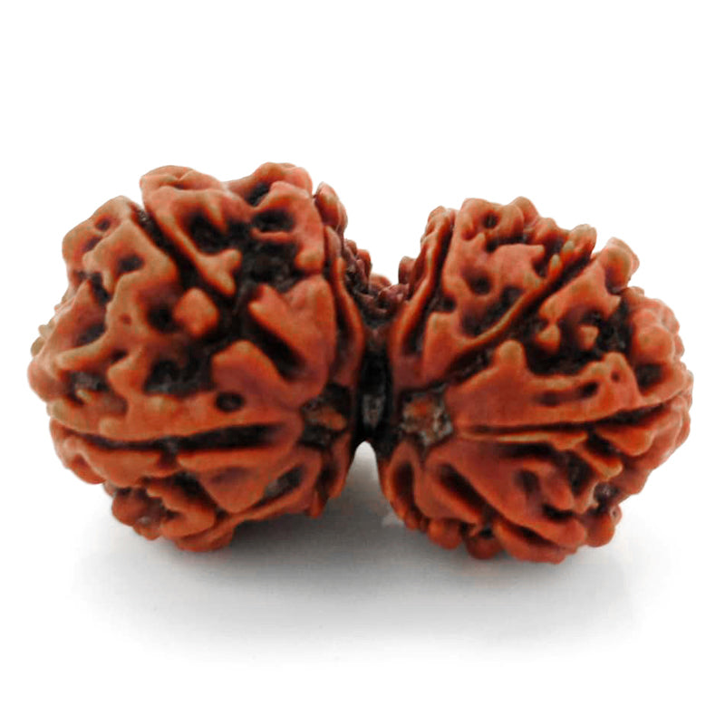 (32.70mm) Gauri Shankar Ganesh Rudraksha Bead from Nepal | Gauri Shankar Ganesha Energised & Original Rudraksham Benefits and Mantra