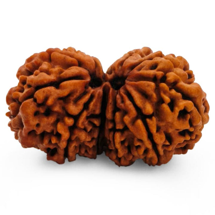 (36.00mm) Gauri Shankar Rudraksha Super Collector Bead | Shiva Parvati Nepal Bead | Original Energised 100% Natural Bead