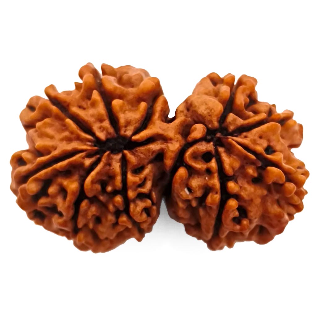 (36.00mm) Gauri Shankar Rudraksha Super Collector Bead | Shiva Parvati Nepal Bead | Original Energised 100% Natural Bead