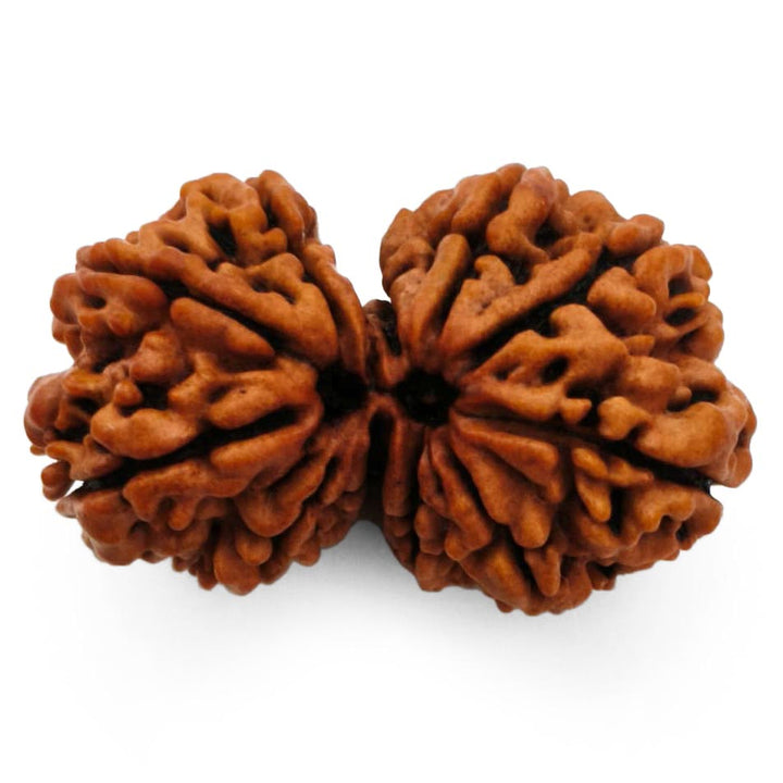 (36.00mm) Gauri Shankar Rudraksha Super Collector Bead | Shiva Parvati Nepal Bead | Original Energised 100% Natural Bead