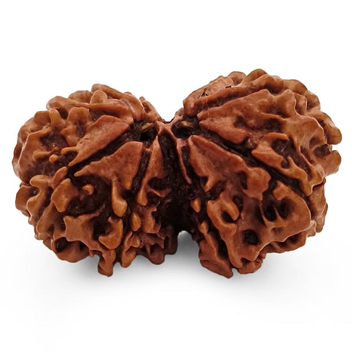 (36.60mm) Gauri Shankar Rudraksha Super Collector Bead | Shiva Parvati Nepal Bead | Original Energised 100% Natural Bead
