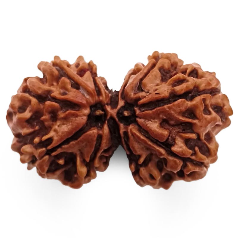 (36.60mm) Gauri Shankar Rudraksha Super Collector Bead | Shiva Parvati Nepal Bead | Original Energised 100% Natural Bead