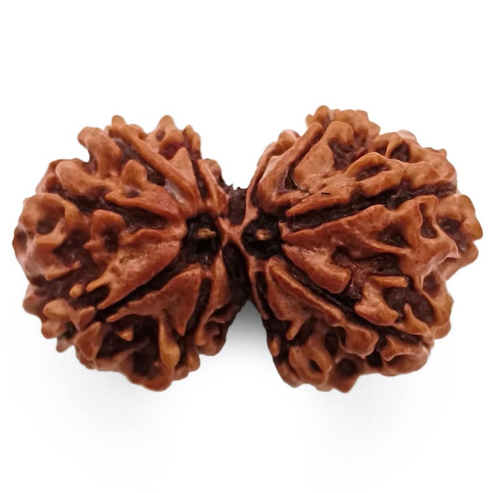(36.60mm) Gauri Shankar Rudraksha Super Collector Bead | Shiva Parvati Nepal Bead | Original Energised 100% Natural Bead