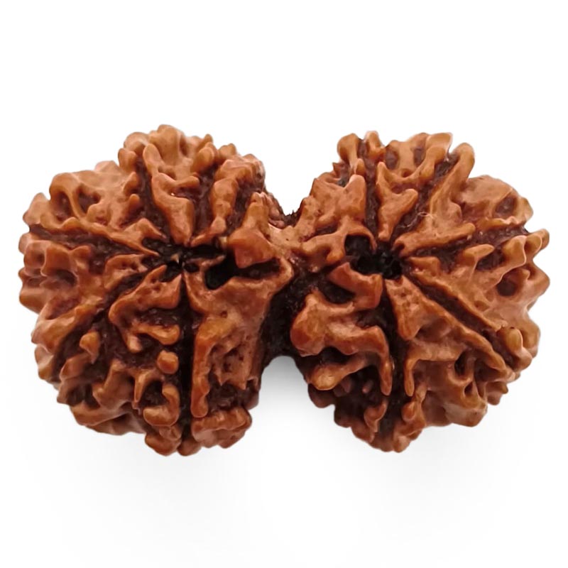 (36.60mm) Gauri Shankar Rudraksha Super Collector Bead | Shiva Parvati Nepal Bead | Original Energised 100% Natural Bead