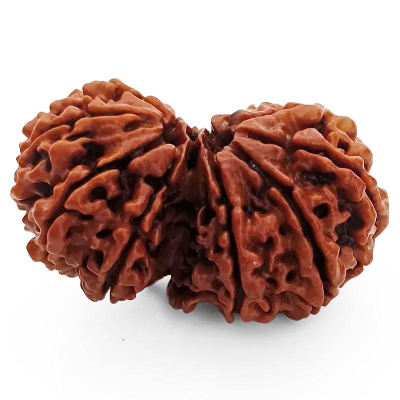 (36.79mm) Gauri Shankar Rudraksha Super Collector Bead | Shiva Parvati Nepal Bead | Original Energised 100% Natural Bead
