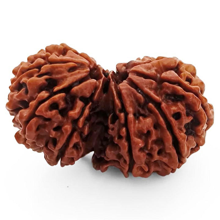 (36.79mm) Gauri Shankar Rudraksha Super Collector Bead | Shiva Parvati Nepal Bead | Original Energised 100% Natural Bead