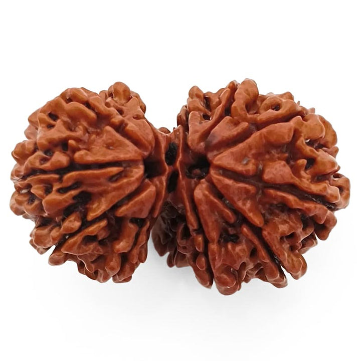 (36.79mm) Gauri Shankar Rudraksha Super Collector Bead | Shiva Parvati Nepal Bead | Original Energised 100% Natural Bead