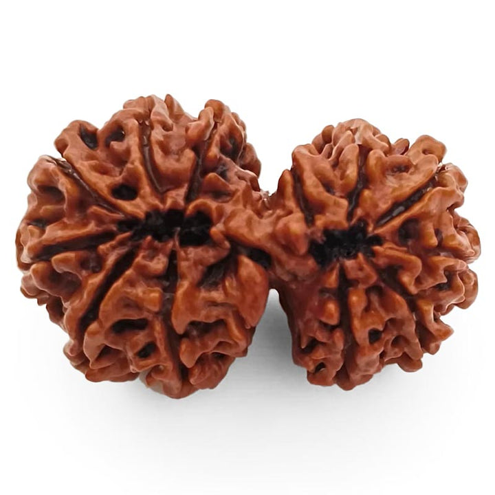 (36.79mm) Gauri Shankar Rudraksha Super Collector Bead | Shiva Parvati Nepal Bead | Original Energised 100% Natural Bead