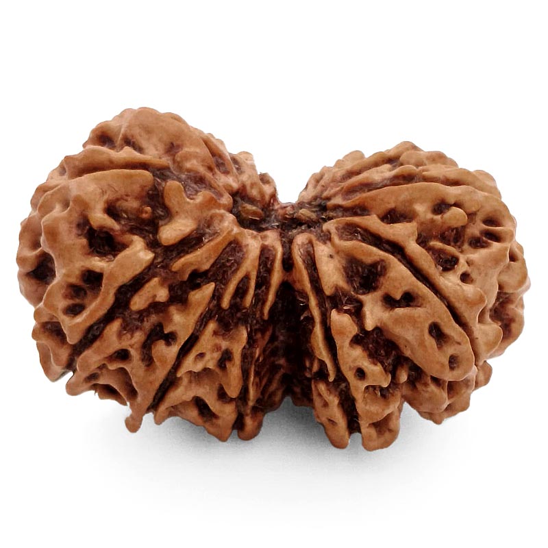 (37.30mm) Gauri Shankar Rudraksha Super Collector Bead | Shiva Parvati Nepal Bead | Original Energised 100% Natural Bead