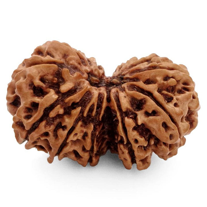 (37.30mm) Gauri Shankar Rudraksha Super Collector Bead | Shiva Parvati Nepal Bead | Original Energised 100% Natural Bead