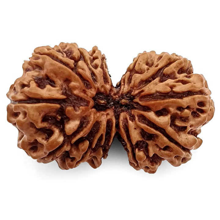 (37.30mm) Gauri Shankar Rudraksha Super Collector Bead | Shiva Parvati Nepal Bead | Original Energised 100% Natural Bead