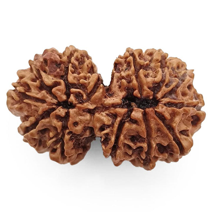 (37.30mm) Gauri Shankar Rudraksha Super Collector Bead | Shiva Parvati Nepal Bead | Original Energised 100% Natural Bead