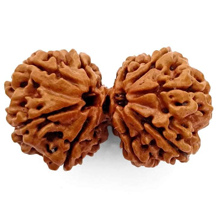 (37.50mm) Gauri Shankar Rudraksha Super Collector Bead | Shiva Parvati Nepal Bead | Original Energised 100% Natural Bead