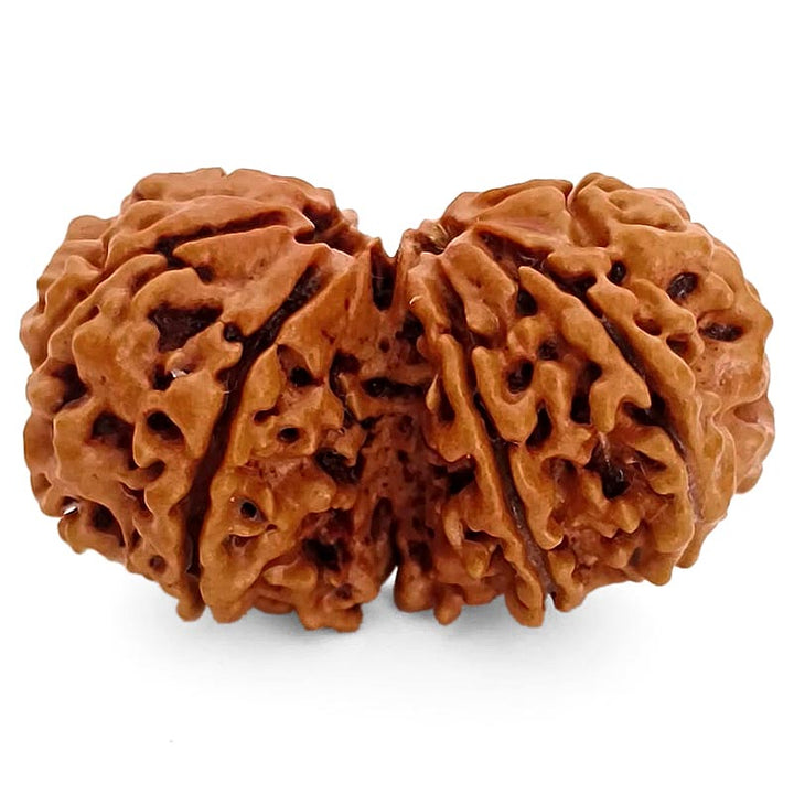 (37.50mm) Gauri Shankar Rudraksha Super Collector Bead | Shiva Parvati Nepal Bead | Original Energised 100% Natural Bead
