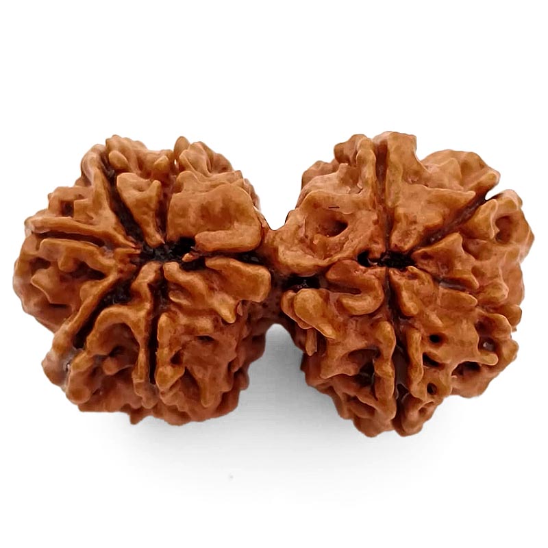 (37.50mm) Gauri Shankar Rudraksha Super Collector Bead | Shiva Parvati Nepal Bead | Original Energised 100% Natural Bead