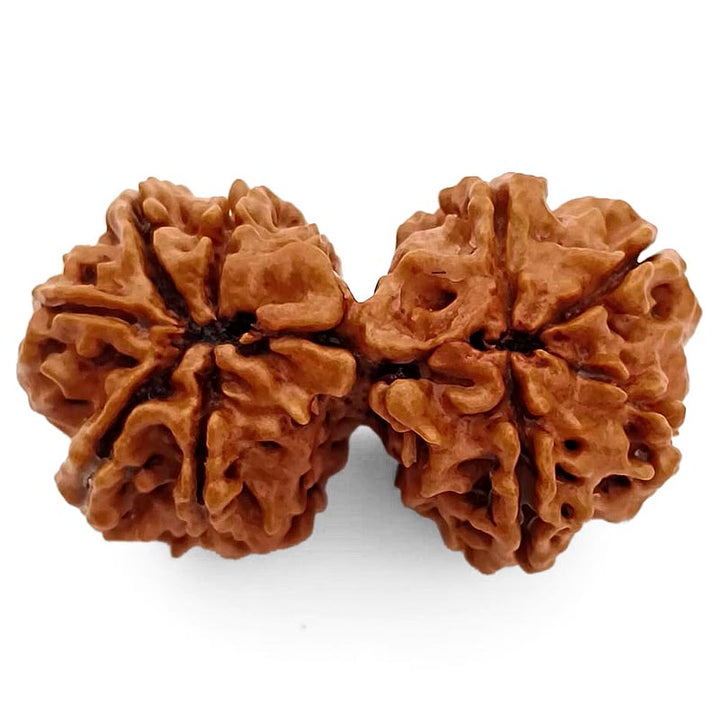 (37.50mm) Gauri Shankar Rudraksha Super Collector Bead | Shiva Parvati Nepal Bead | Original Energised 100% Natural Bead