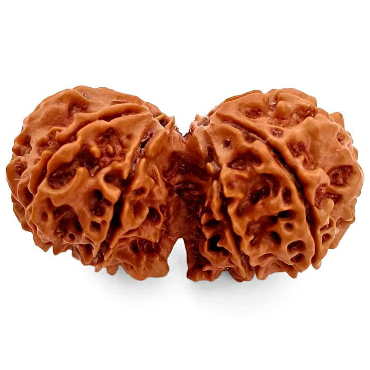 (37.60mm) Gauri Shankar Rudraksha Super Collector Bead | Shiva Parvati Nepal Bead | Original Energised 100% Natural Bead