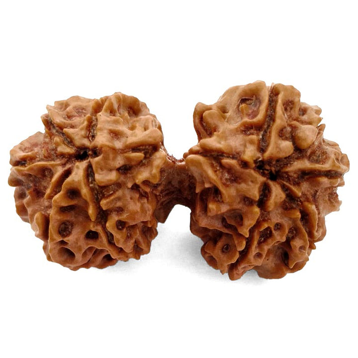 (37.60mm) Gauri Shankar Rudraksha Super Collector Bead | Shiva Parvati Nepal Bead | Original Energised 100% Natural Bead
