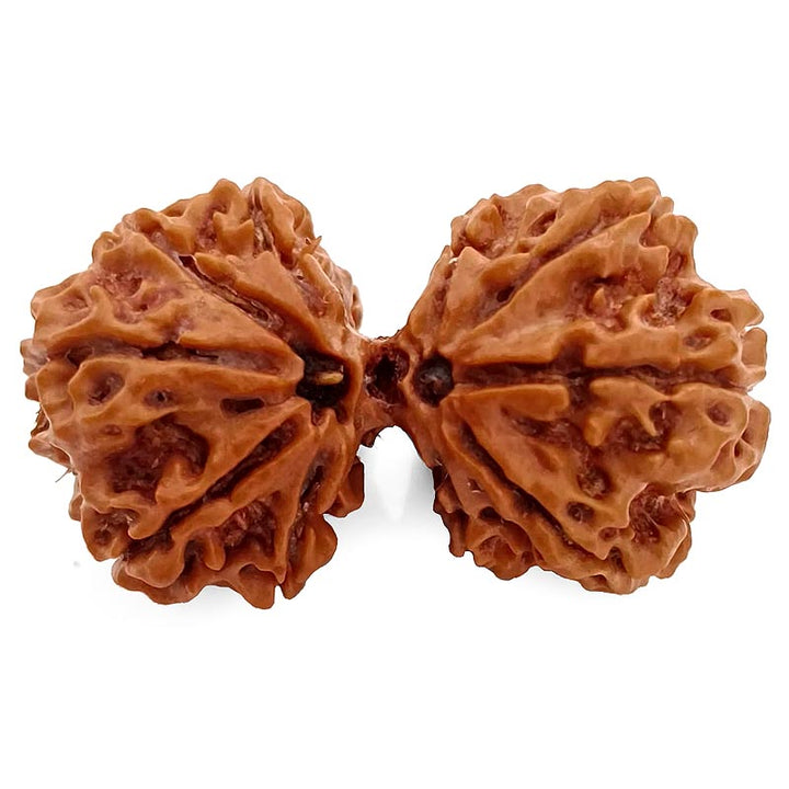 (37.60mm) Gauri Shankar Rudraksha Super Collector Bead | Shiva Parvati Nepal Bead | Original Energised 100% Natural Bead