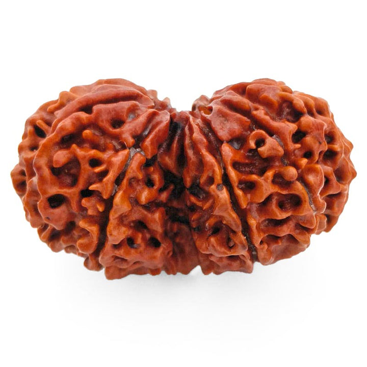 (37.70mm) Gauri Shankar Rudraksha Super Collector Bead | Shiva Parvati Nepal Bead | Original Energised 100% Natural Bead
