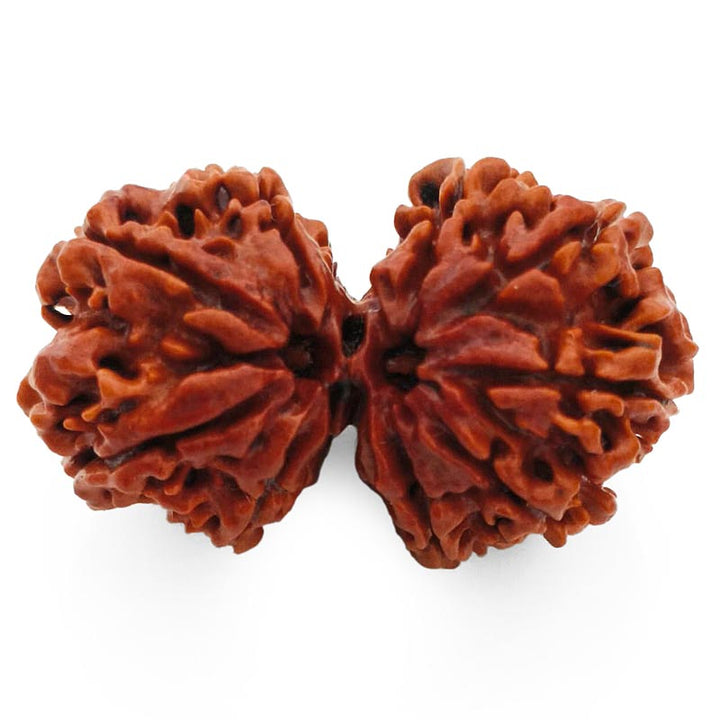 (37.70mm) Gauri Shankar Rudraksha Super Collector Bead | Shiva Parvati Nepal Bead | Original Energised 100% Natural Bead