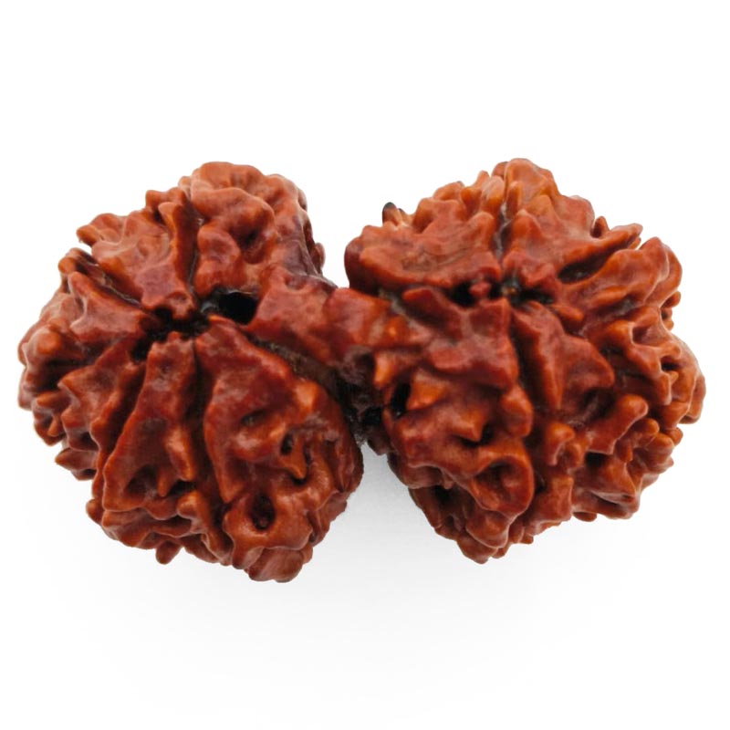 (37.70mm) Gauri Shankar Rudraksha Super Collector Bead | Shiva Parvati Nepal Bead | Original Energised 100% Natural Bead