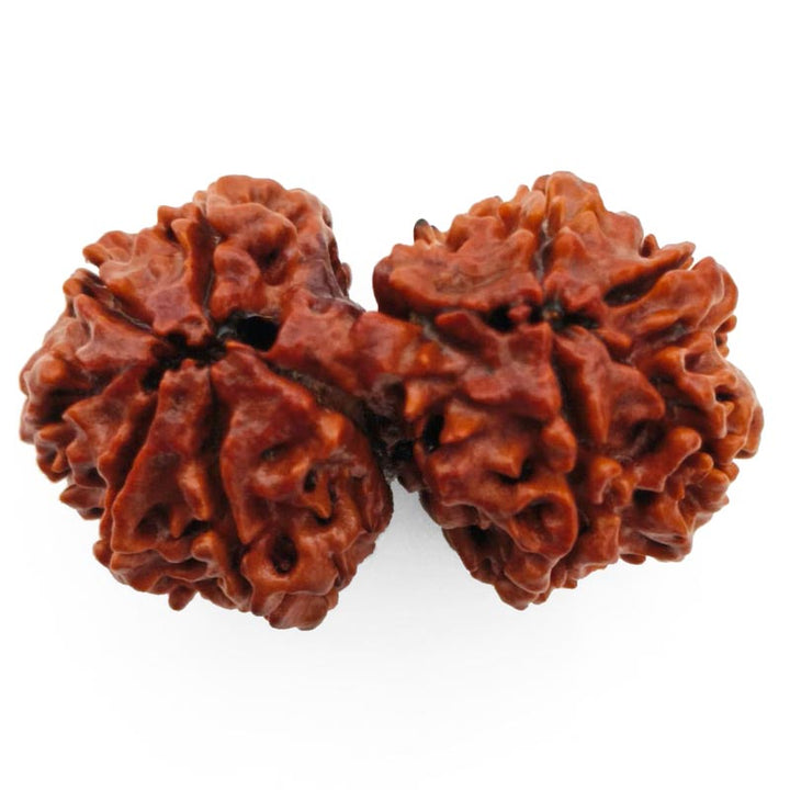(37.70mm) Gauri Shankar Rudraksha Super Collector Bead | Shiva Parvati Nepal Bead | Original Energised 100% Natural Bead