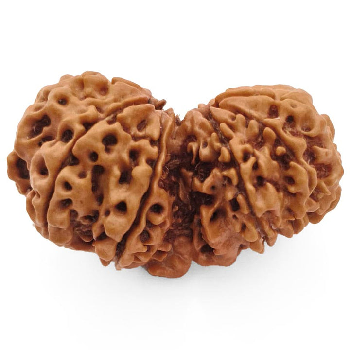 (37.80mm) Gauri Shankar Rudraksha Super Collector Bead | Shiva Parvati Nepal Bead | Original Energised 100% Natural Bead